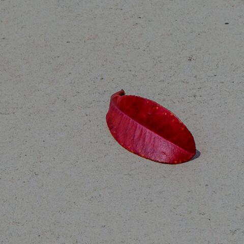 落ち葉(Autumn Leaves)【深川隆成】
